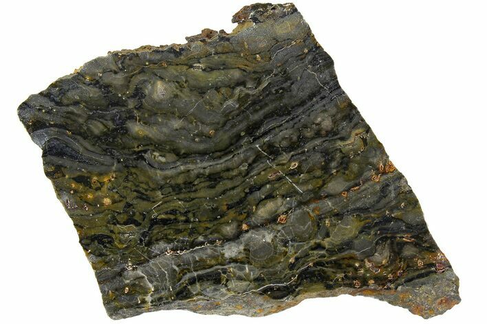 Polished Stromatolite (Alcheringa) Slab - Billion Years #180086